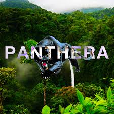 Panthera 808 — Sometime In November